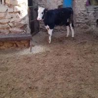 گوساله سیمینتال