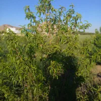 باغ جاده سنندج|فروش دفتر صنعتی، کشاورزی، تجاری|کرمانشاه, |دیوار