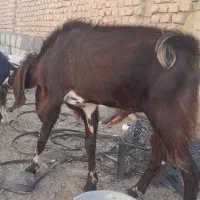 چبش پاکستانی|حیوانات مزرعه|نهبندان, |دیوار