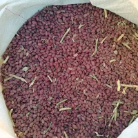 لوبیا قرمز|خوردنی و آشامیدنی|شیراز, گلشن|دیوار