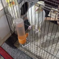 دوجفت پرنده|پرنده|شادگان, |دیوار