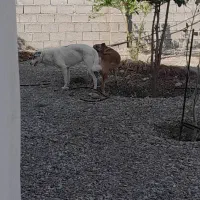 توله سگ ۶ ماهه|سگ|بندرعباس, |دیوار