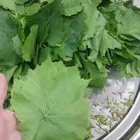 برگ مو مناسب|خوردنی و آشامیدنی|ارومیه, |دیوار