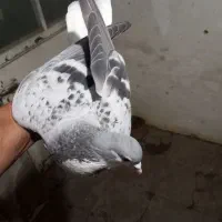 کبوتر