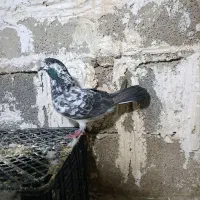 پرشی .|پرنده|مسجد سلیمان, |دیوار