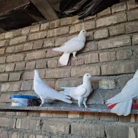 کبوتر|پرنده|حبیب آباد, |دیوار