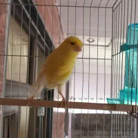 قناری ماده رسمی بلند|پرنده|لاهیجان, بازکیاگوراب|دیوار