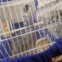 فروش|پرنده|شیراز, صاحب الزمان|دیوار