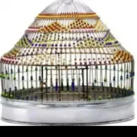 سهره قناری مست شب وروز
