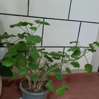گل و گیاه