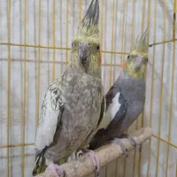عروس هلندی
