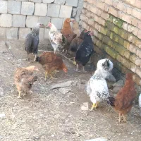نیمچه‌محلی