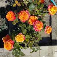 زمین به متراژ ۲۲۰۰متر ۹کیلومتری شهیدکلانتری|فروش دفتر صنعتی، کشاورزی، تجاری|ارومیه, |دیوار