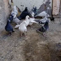 کبوتر|پرنده|سبزوار, کلاته سیفر|دیوار