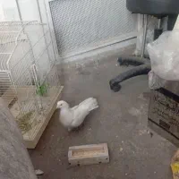 ماده عالی فروشی