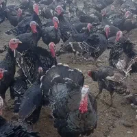 با سلام 270عدد بوقلمون