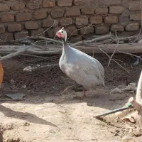 فروش مرغ شاخدار وتخم مرغ شاخدار وتخم بوقلمون