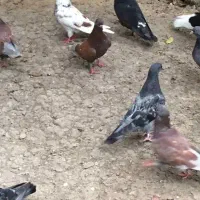 فروش کبوتر پرشی ساعتی قرمز، سبز و تلخ|پرنده|ساری, |دیوار