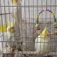 عروس هلندی