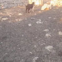 بزهل هم داشت هم کشت|حیوانات مزرعه|لالی, |دیوار