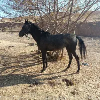 اسب مادیان|اسب و تجهیزات اسب‌سواری|چاراویماق, |دیوار