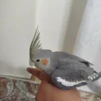 عروس هلندی ماده جوجه