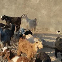 بره و بزغاله نرسبک|حیوانات مزرعه|قائن, |دیوار