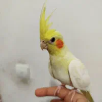 عروس هلندی
