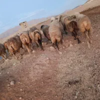 شیشک میش|حیوانات مزرعه|ارژن, |دیوار