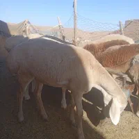 بره ماده چینی قندوزی|حیوانات مزرعه|کرمانشاه, |دیوار