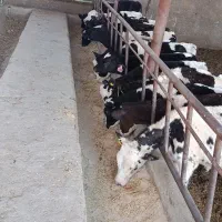 20راس گوساله نر هولشتاین و سیمینتال خالص