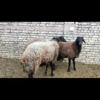 قوچ|حیوانات مزرعه|فلاورجان, |دیوار