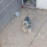 سگ پاپی خانگی|سگ|لردگان, |دیوار