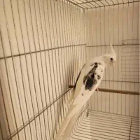 عروس هلندی نر البینو