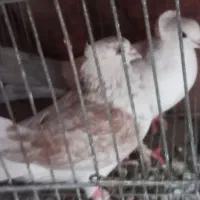 سلام جفت کبوتر خوب|پرنده|کازرون, |دیوار