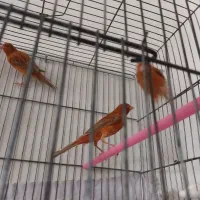 قناری،دارچینی،سرخ.    ردفکتور سرخ کمرنگ  سهره رسمی