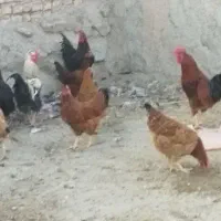 مرغ تخمی وخروس|حیوانات مزرعه|بیرجند, |دیوار