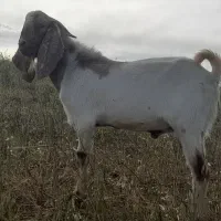 بزغاله نر پاکستانی