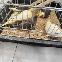 فروش شیش عددعروس باهم|پرنده|اهواز, شهرک اکباتان|دیوار