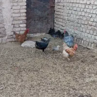 مرغ و جوجه