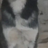 واگذاری هاسکی نر چهار ساله عقیم شده