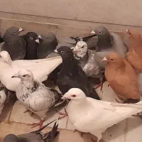 ۲۶عددکفتررنگی به شرط ناجلد یک جادونه ایی ۳۰۰|پرنده|حمیدیا, |دیوار