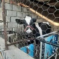 گاو هلشتاین صنعتی|حیوانات مزرعه|گنبد کاووس, |دیوار