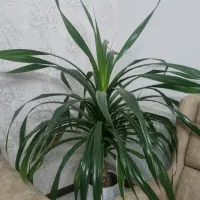 گل آپارتمانی پاندانوس بسیار زیبا
