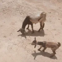 کهره ماده با بچه نر