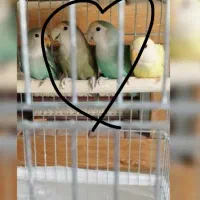 جفت مولد طوطی برزیلی، کوتوله برزیلی، طوطی