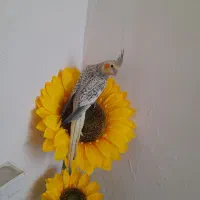 عروس هلندی