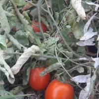 فروش گوجه ونصر درجه یک