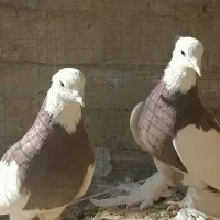 فروش دو عدد نر طوقی