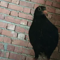 جوجه کبوتر دستی